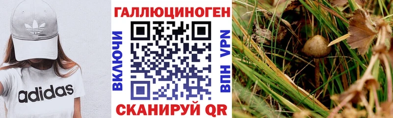 Купить Мураши Псилоцибиновые грибы Psilocybe